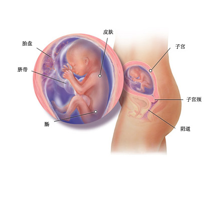 怀孕5个月胎儿图
