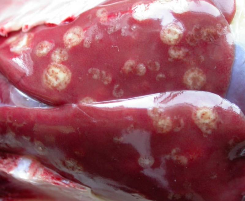 女性滴虫病症状图片