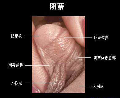 阴蒂位置图片