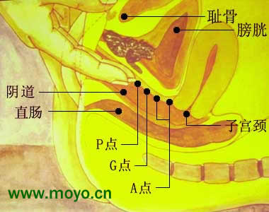 女性g兴奋点图
