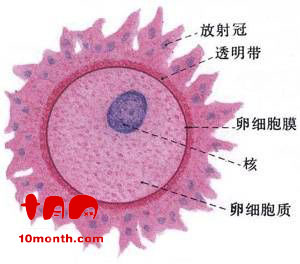 女性卵子图片
