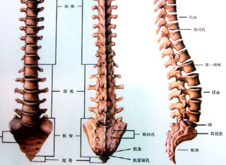 强直性脊柱炎图片
