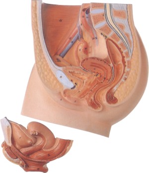 女性外生殖器结构图片