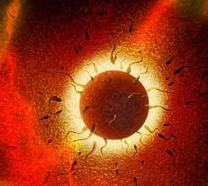 精子卵子结合过程图片