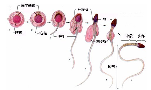 精子进化过程图片