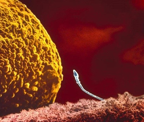 受精卵发育过程图片